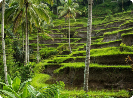 Costa Rica’s Rainforests