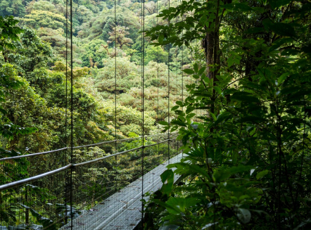 The Amazon Rainforest